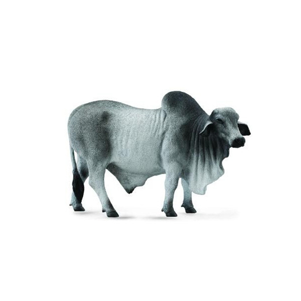 《 COLLECTA 》英國 Procon 動物模型 婆羅門公牛