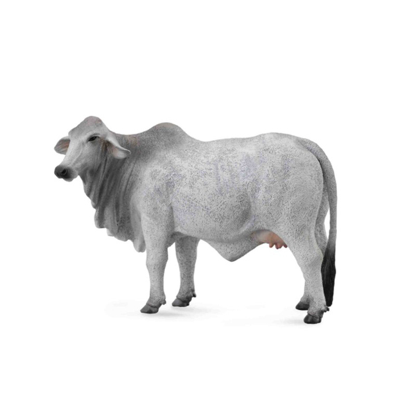 《 COLLECTA 》英國 Procon 動物模型 婆羅門母牛