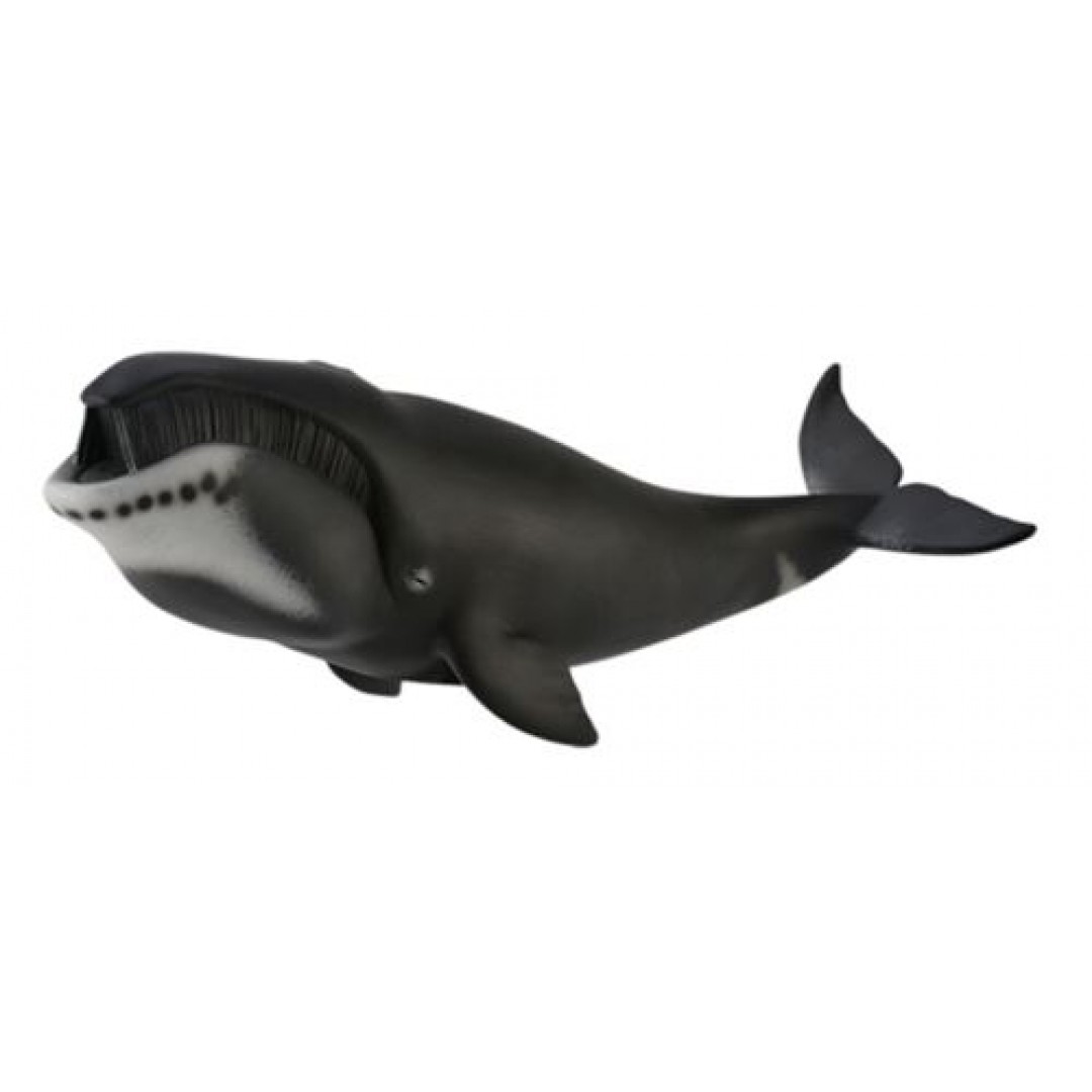 《 COLLECTA 》英國 Procon 動物模型 弓頭鯨