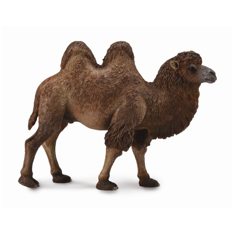 《 COLLECTA 》英國 Procon 動物模型 雙峰駱駝