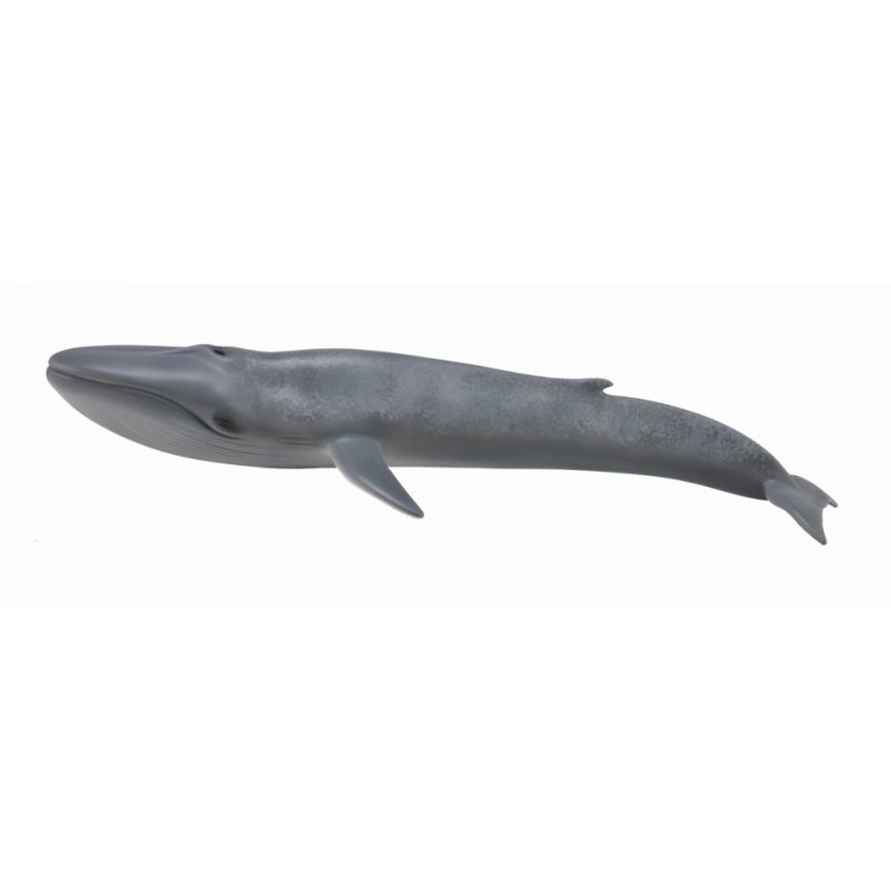 《 COLLECTA 》英國 Procon 動物模型 藍鯨
