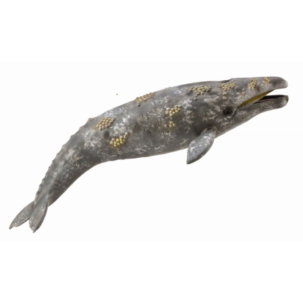 《 COLLECTA 》英國 Procon 動物模型 灰鯨