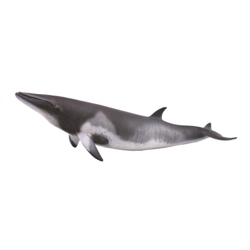 《 COLLECTA 》英國 Procon 動物模型 小鬚鯨