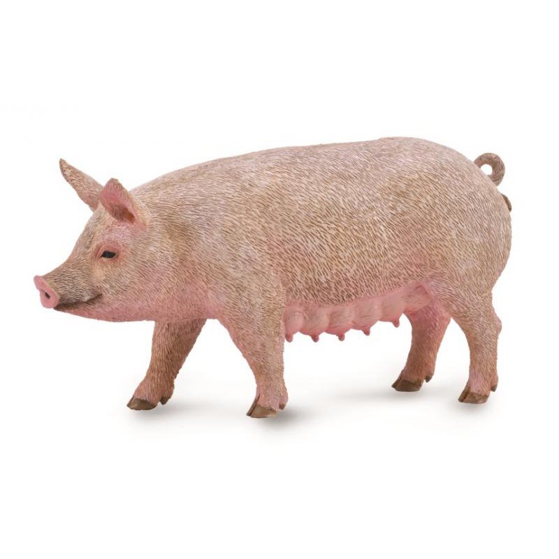 《 COLLECTA 》英國 Procon 動物模型 母豬