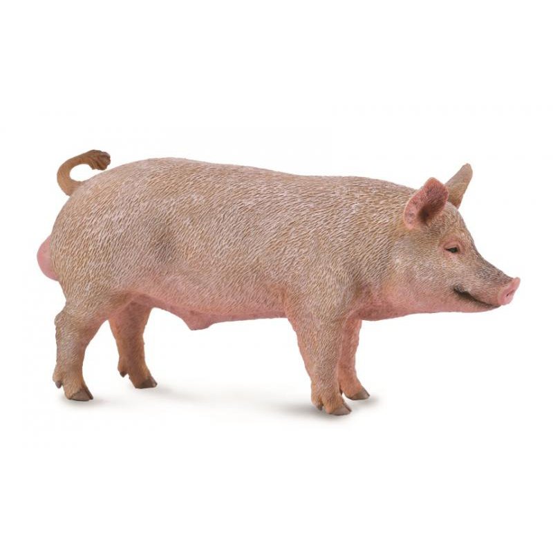 《 COLLECTA 》英國 Procon 動物模型 公豬