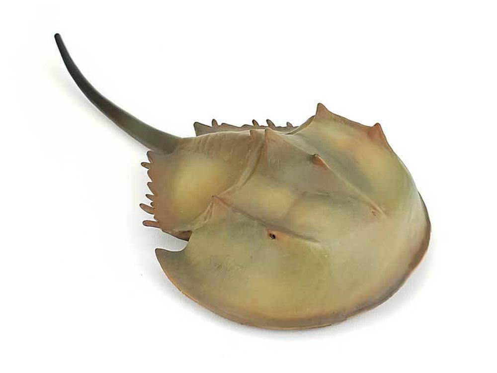 《 COLLECTA 》英國 Procon 動物模型 馬蹄蟹